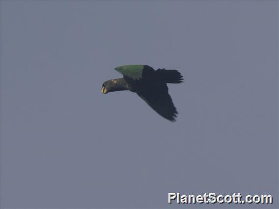 Scaly-headed Parrot (Pionus maximiliani)