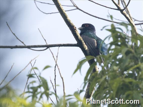 Surucua Trogon (Trogon surrucura)