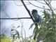 Surucua Trogon (Trogon surrucura)