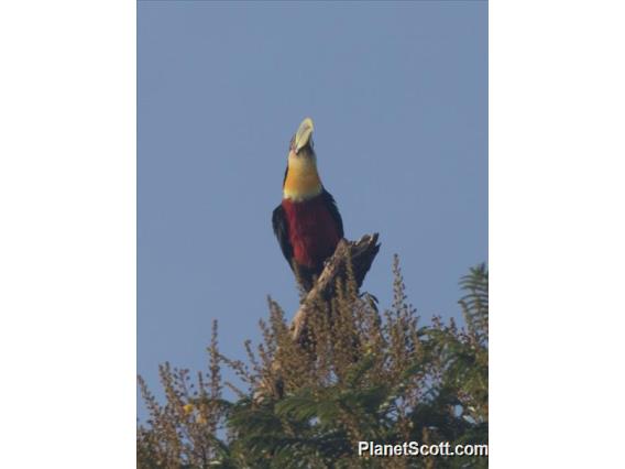 Red-breasted Toucan (Ramphastos dicolorus)