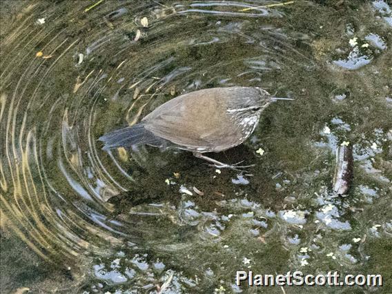 Sharp-tailed Streamcreeper (Lochmias nematura)