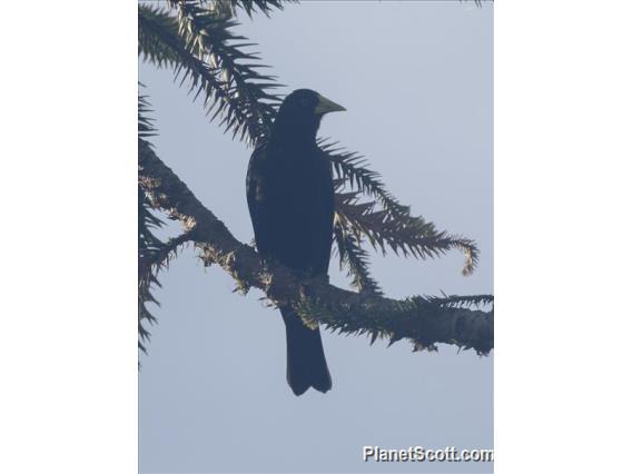 Red-rumped Cacique (Cacicus haemorrhous)