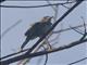 Streaked Flycatcher (Myiodynastes maculatus)