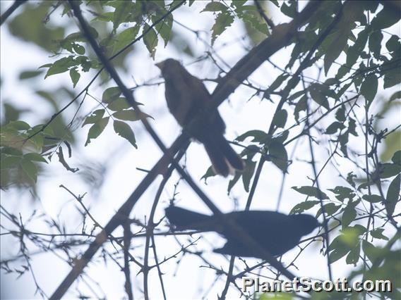 Golden-winged Cacique (Cacicus chrysopterus)