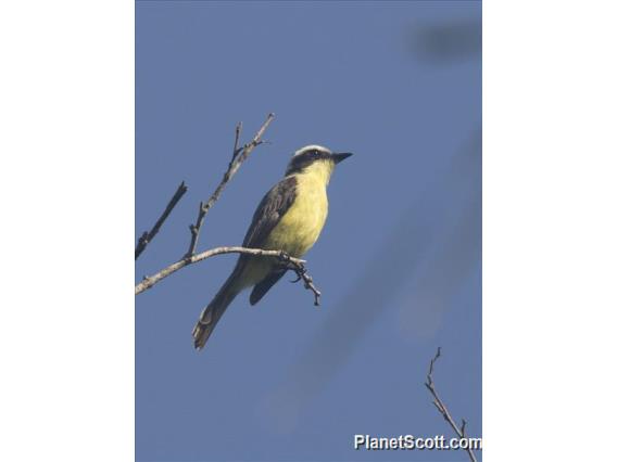 Three-striped Flycatcher (Conopias trivirgatus)