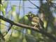 Swallow-tailed Manakin (Chiroxiphia caudata) - Female