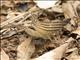 Many-banded Daggerwing (Marpesia chiron)