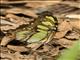 Malachite (Siproeta stelenes)