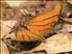 Ruddy Daggerwing (Marpesia petreus)