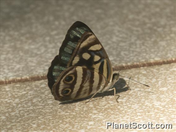 Four-spotted Sailor (Dynamine postverta)