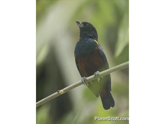 Chestnut-bellied Euphonia (Euphonia pectoralis)