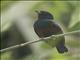 Chestnut-bellied Euphonia (Euphonia pectoralis)