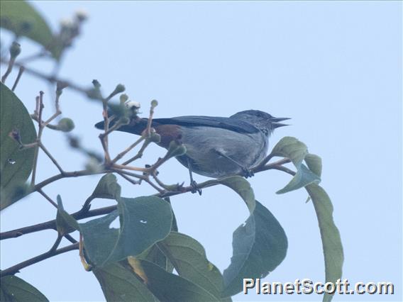 Chestnut-vented Conebill (Conirostrum speciosum)