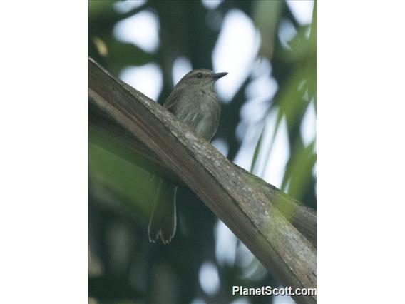 Fuscous Flycatcher (Cnemotriccus fuscatus)