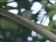 Fuscous Flycatcher (Cnemotriccus fuscatus)