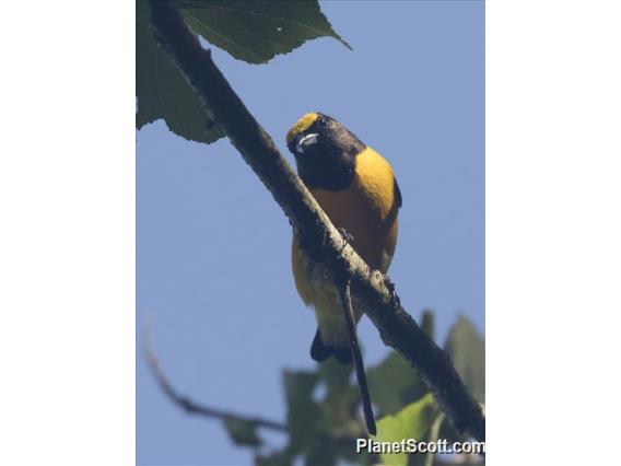 Purple-throated Euphonia (Euphonia chlorotica)