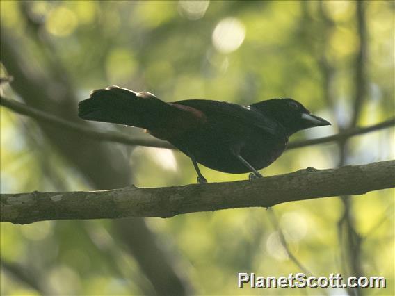 Silver-beaked Tanager (Ramphocelus carbo)