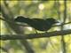 Silver-beaked Tanager (Ramphocelus carbo)