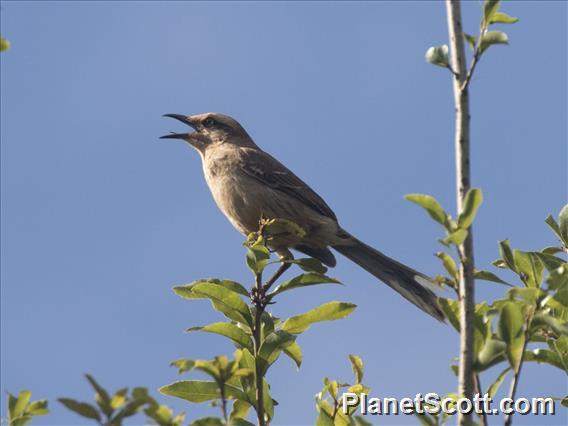 Chalk-browed Mockingbird (Mimus saturninus)