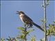 Chalk-browed Mockingbird (Mimus saturninus)