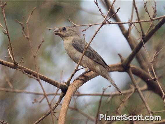 Double-collared Seedeater (Sporophila caerulescens)