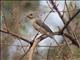 Double-collared Seedeater (Sporophila caerulescens)