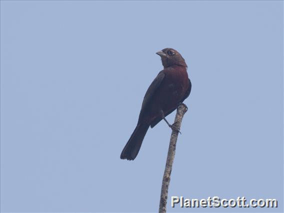 Red-crested Finch (Coryphospingus cucullatus)