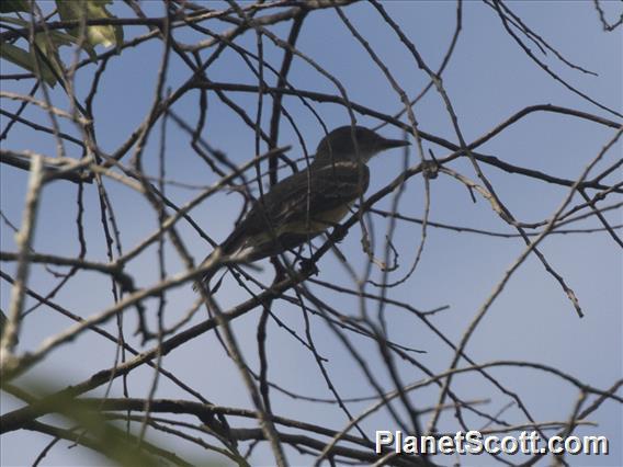 Short-crested Flycatcher (Myiarchus ferox)