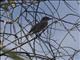 Short-crested Flycatcher (Myiarchus ferox)