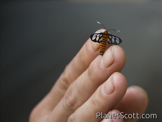 Tiger-Striped Wasp Moth (Amata polymita)