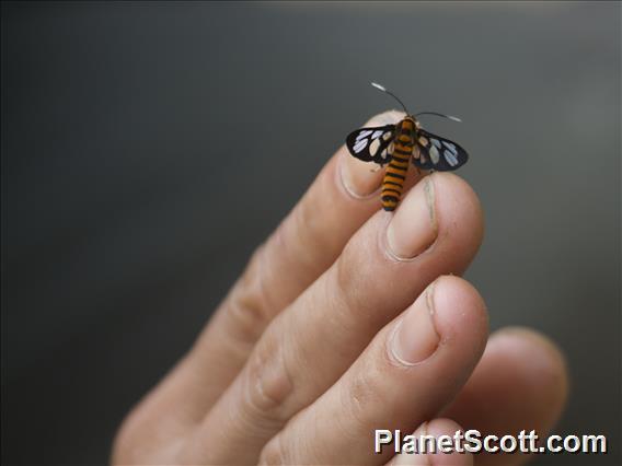 Unidentified Insect (Antherina ssp)