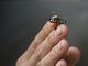 Tiger-Striped Wasp Moth (Amata polymita)