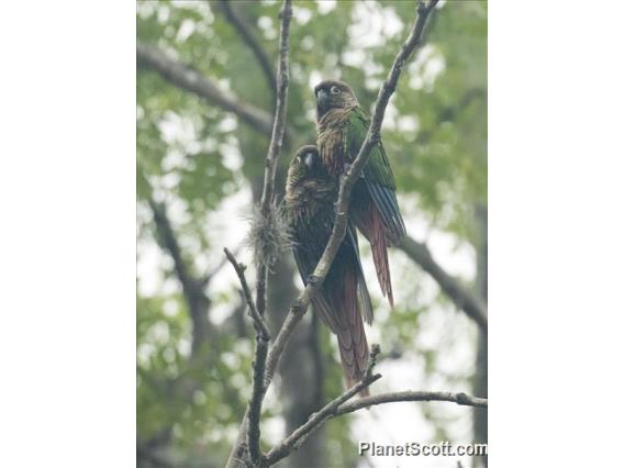 Maroon-bellied Parakeet (Pyrrhura frontalis)