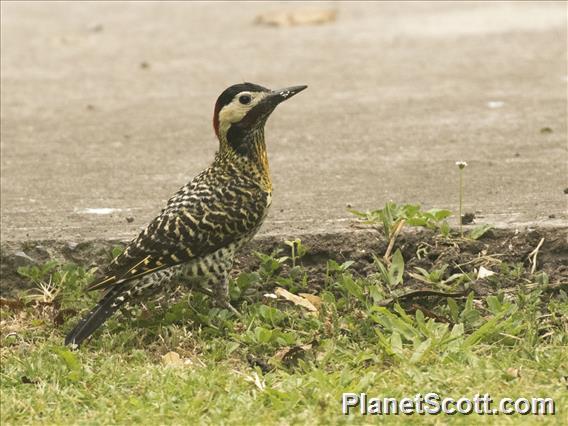 Green-barred Woodpecker (Colaptes melanochloros)