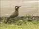 Green-barred Woodpecker (Colaptes melanochloros)