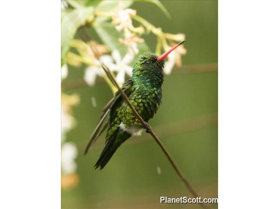 Glittering-bellied Emerald (Chlorostilbon lucidus)