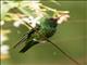 Glittering-bellied Emerald (Chlorostilbon lucidus)