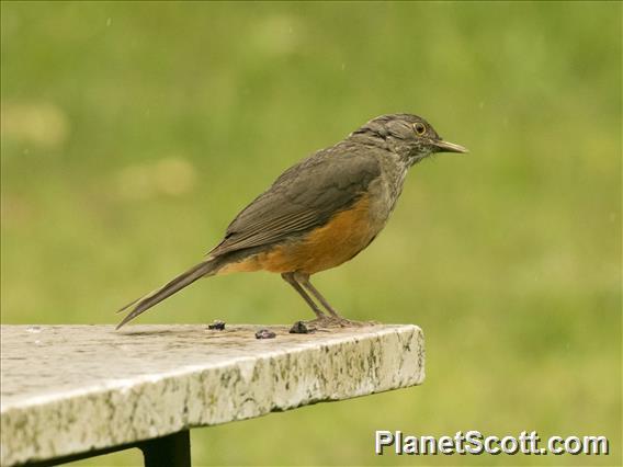 Rufous-bellied Thrush (Turdus rufiventris)