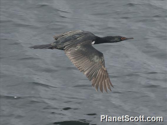 Magellanic Cormorant (Leucocarbo magellanicus)