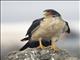 White-throated Caracara (Phalcoboenus albogularis)