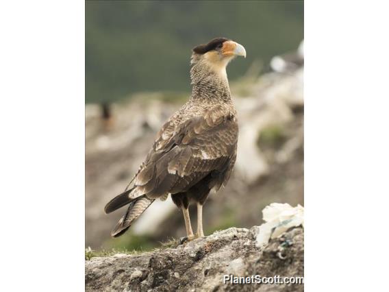 Crested Caracara (Caracara plancus)