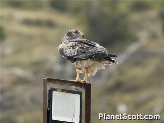 Black-chested Buzzard-Eagle (Geranoaetus melanoleucus)