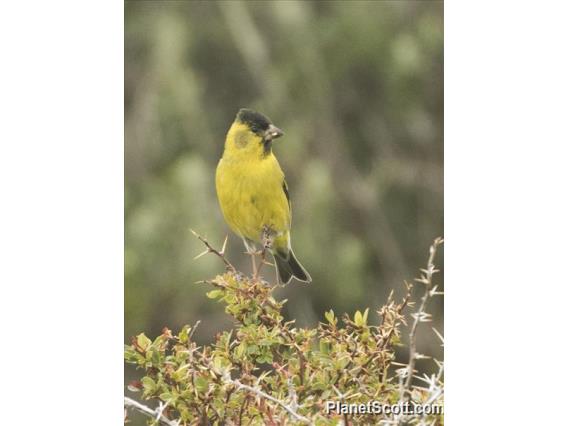 Black-chinned Siskin (Spinus barbatus)