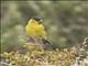 Black-chinned Siskin (Spinus barbatus)