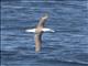 Black-browed Albatross (Thalassarche melanophris)