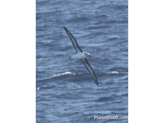 Gray-headed Albatross (Thalassarche chrysostoma)