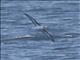 Gray-headed Albatross (Thalassarche chrysostoma)