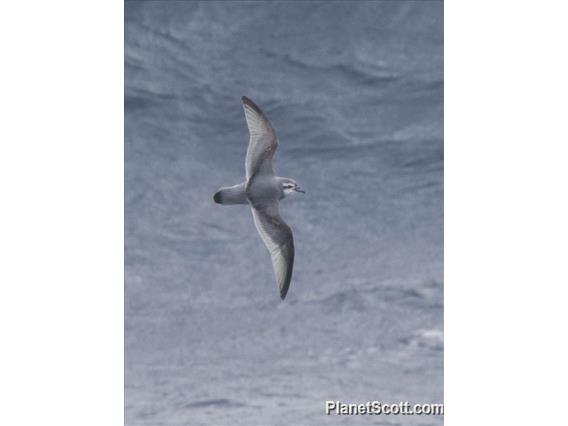 Slender-billed Prion (Pachyptila belcheri)