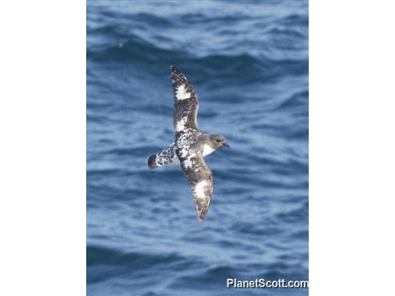 Cape Petrel (Daption capense)