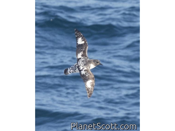 Pintado Petrel (Daption capense)